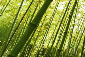 planta bambú