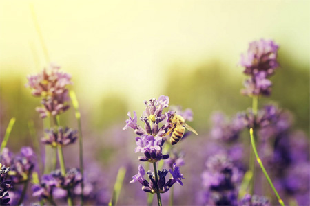 veneno de abeja cosmética natural
